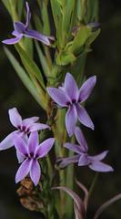 Cyphia volubilis volubilis