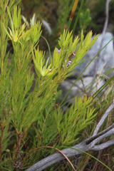 Cyphia volubilis volubilis