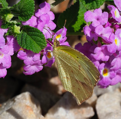Abaeis mexicana