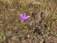 Brodiaea