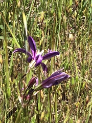 Brodiaea