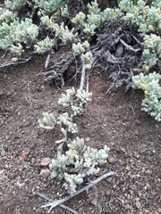 Nolana crassulifolia
