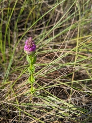 Polygala timoutou
