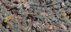 Ocymyrmex barbiger