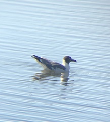 Leucophaeus atricilla