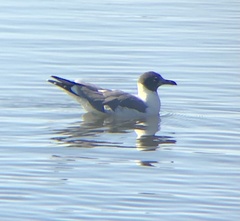Leucophaeus atricilla