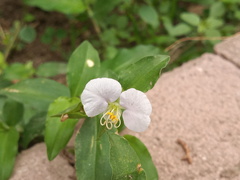 Commelina erecta erecta
