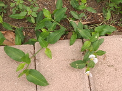 Commelina erecta erecta