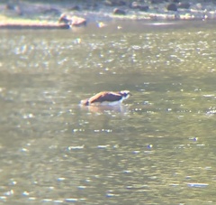 Pandion haliaetus