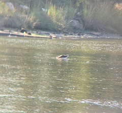 Pandion haliaetus
