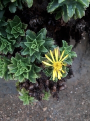 Haplopappus foliosus