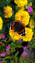 Vanessa atalanta