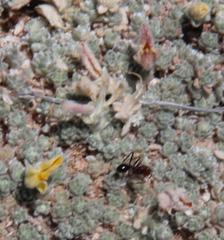 Ocymyrmex barbiger