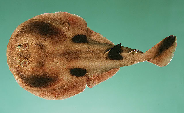 Ben-Tuvia's electric ray (Heteronarce bentuviai) — Narkidae