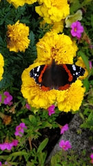 Vanessa atalanta