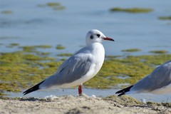 Chroicocephalus ridibundus