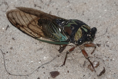 Neotibicen lyricen virescens