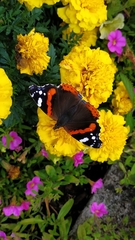 Vanessa atalanta