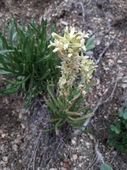 Menonvillea linearis