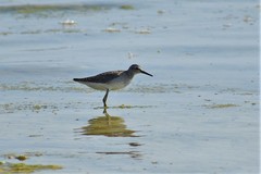 Tringa glareola