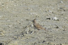 Galerida cristata