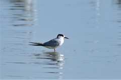 Sterna hirundo