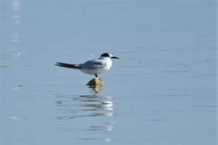 Sterna hirundo