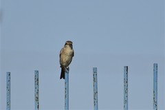 Lanius collurio