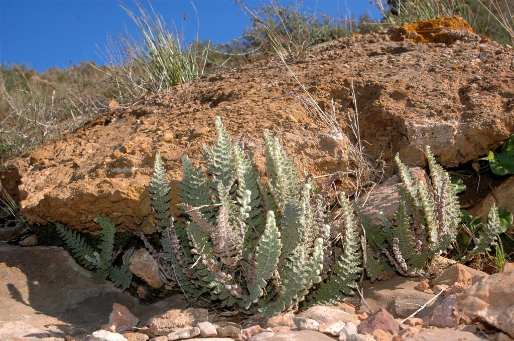 Cosentinia