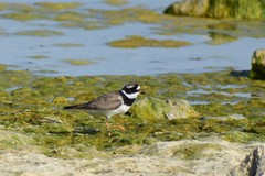 Charadrius hiaticula