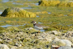 Charadrius dubius