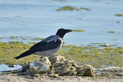 Corvus cornix