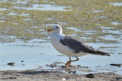 Larus cachinnans