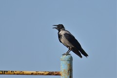 Corvus cornix