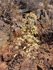 Pelargonium moniliforme