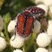 Cape Protea Chafer - Photo (c) Tony Rebelo, some rights reserved (CC BY-SA), uploaded by Tony Rebelo
