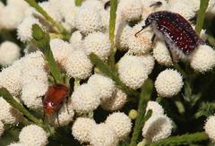 Trichostetha capensis capensis