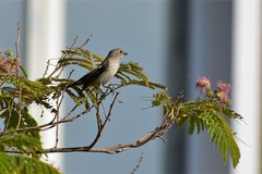Muscicapa striata