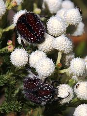 Trichostetha capensis capensis