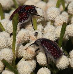 Trichostetha capensis capensis
