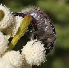 Trichostetha capensis capensis