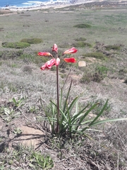 Phycella cyrtanthoides