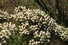 Trichostetha capensis capensis