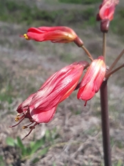 Phycella cyrtanthoides