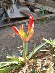 Hippeastrum striatum