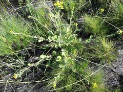 Senecio subcanescens