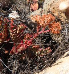 Crassula undulata