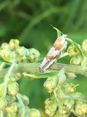 Eucosma youngi