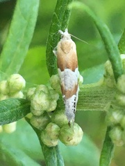 Eucosma youngi