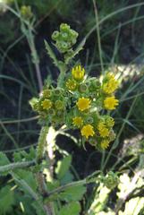 Senecio subcanescens